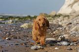 BASSET FAUVE DE BRETAGNE 056